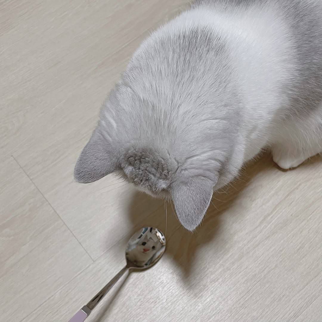 Серый кот смотрит на ложку на полу.