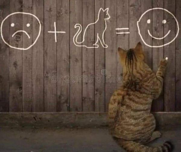 :( + cat = :)