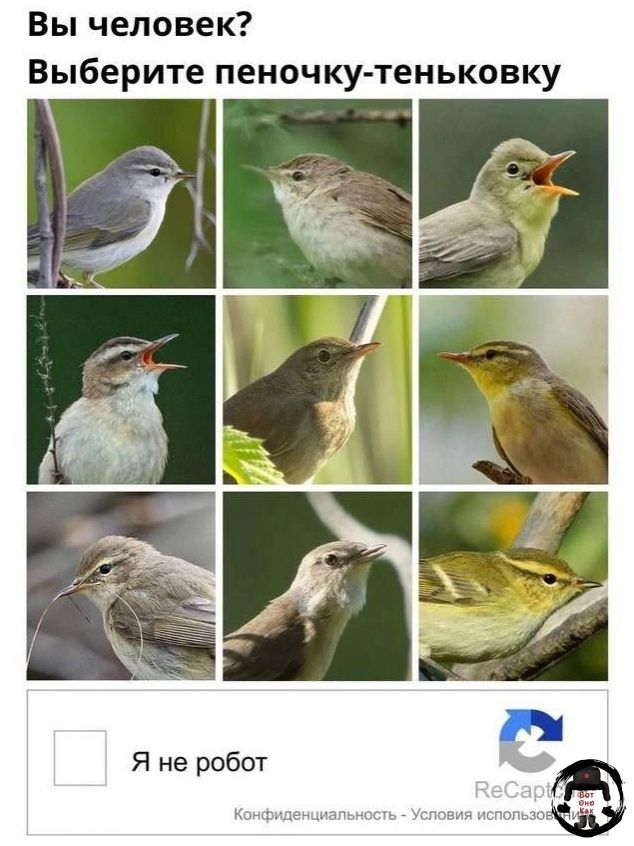 Вы человек? Выберите пеночку-теньковку
