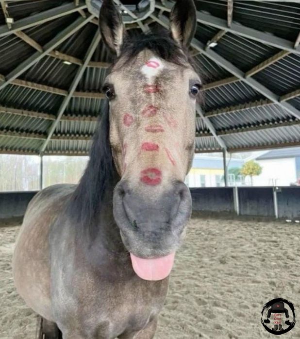 Лошадь с отпечатками губ на лбу в стойле