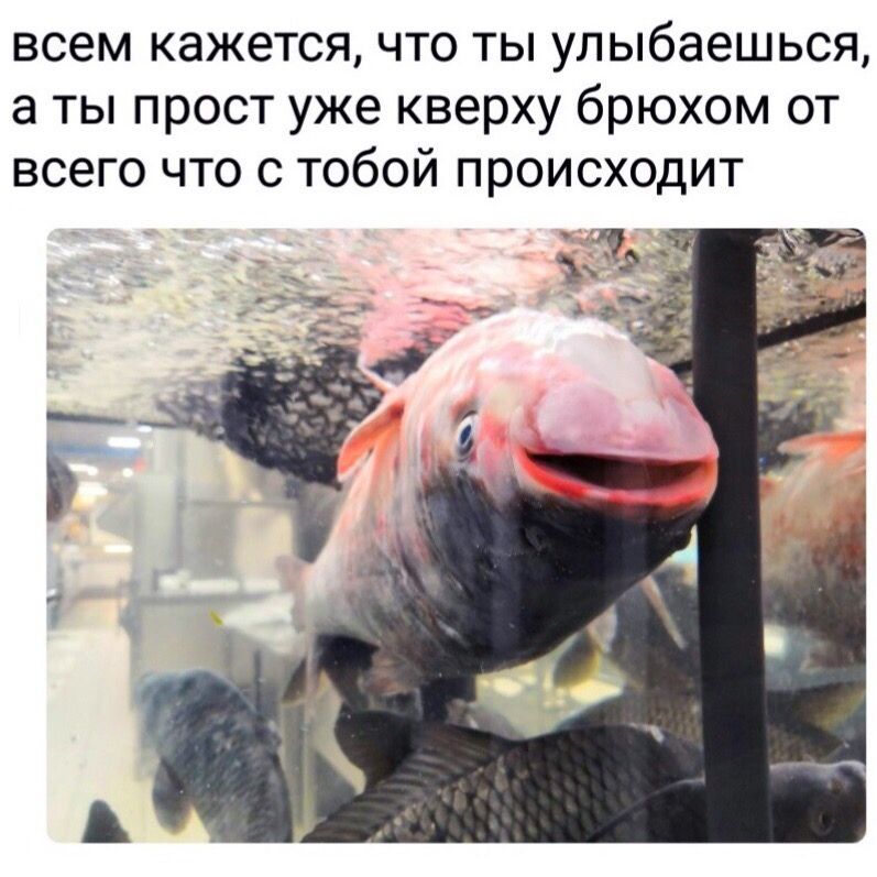 всем кажется, что ты улыбаешься, а ты прост уже кверху брюхом от всего что с тобой происходит