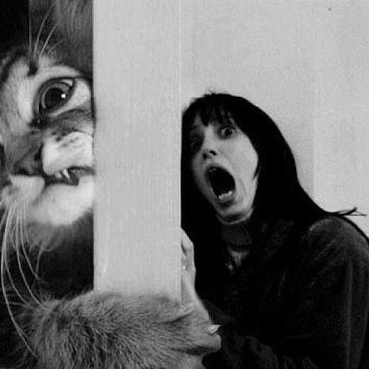 Женщина в панике смотрит на кота за стеной, кадр в черно-белом стиле