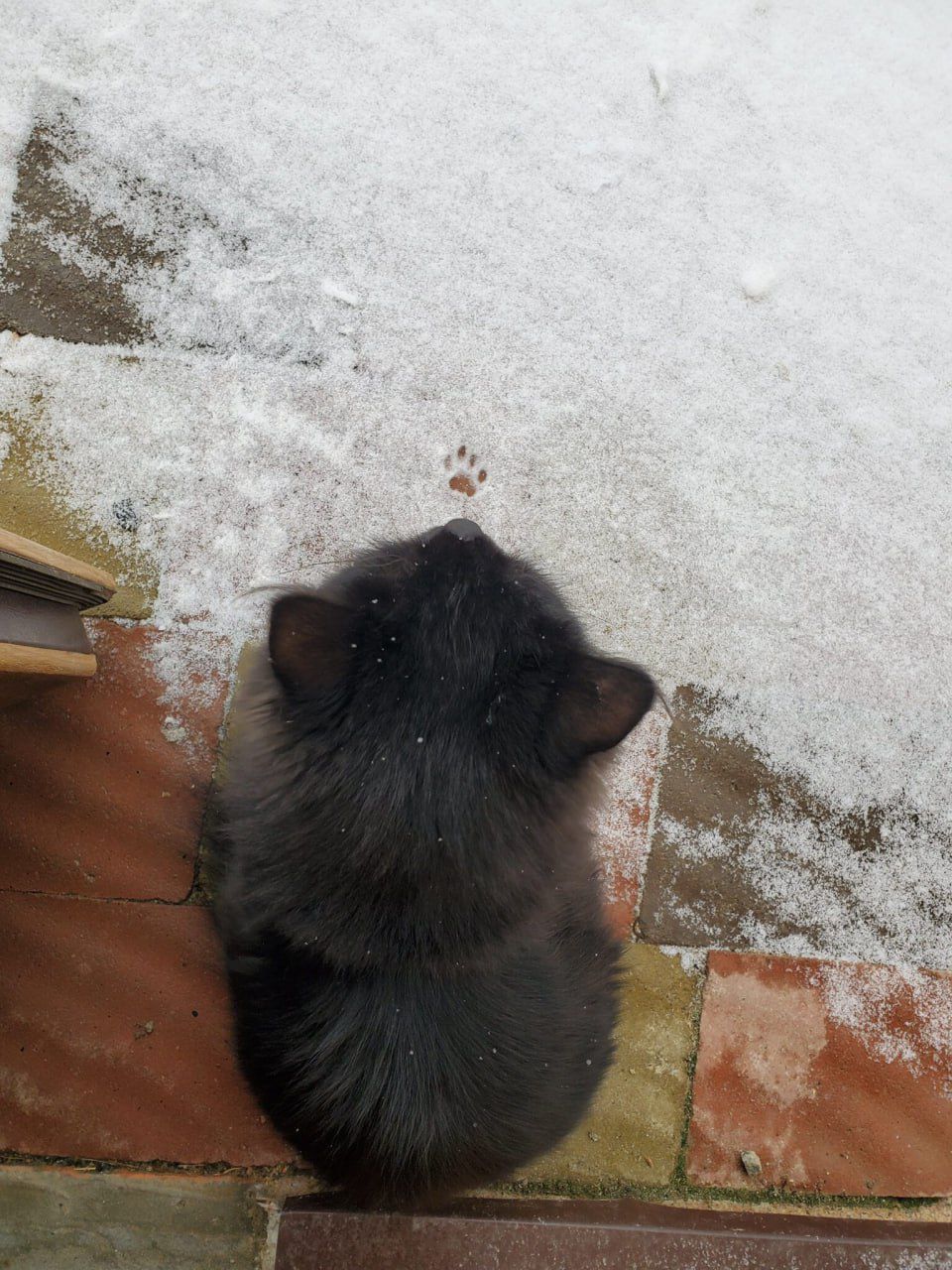 Черная кошка сидит на снегу возле ступеней