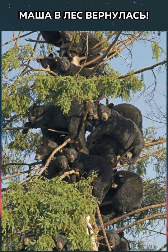 МАША В ЛЕС ВЕРНУЛАСЬ!