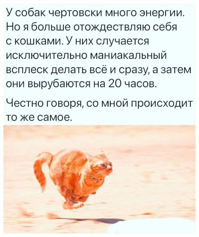 У собак чертовски много энергии. Но я больше отождествляю себя с кошками. У них случается исключительно маниакальный всплеск делать всё и сразу, а затем они вырубаются на 20 часов.\nЧестно говоря, со мной происходит то же самое.