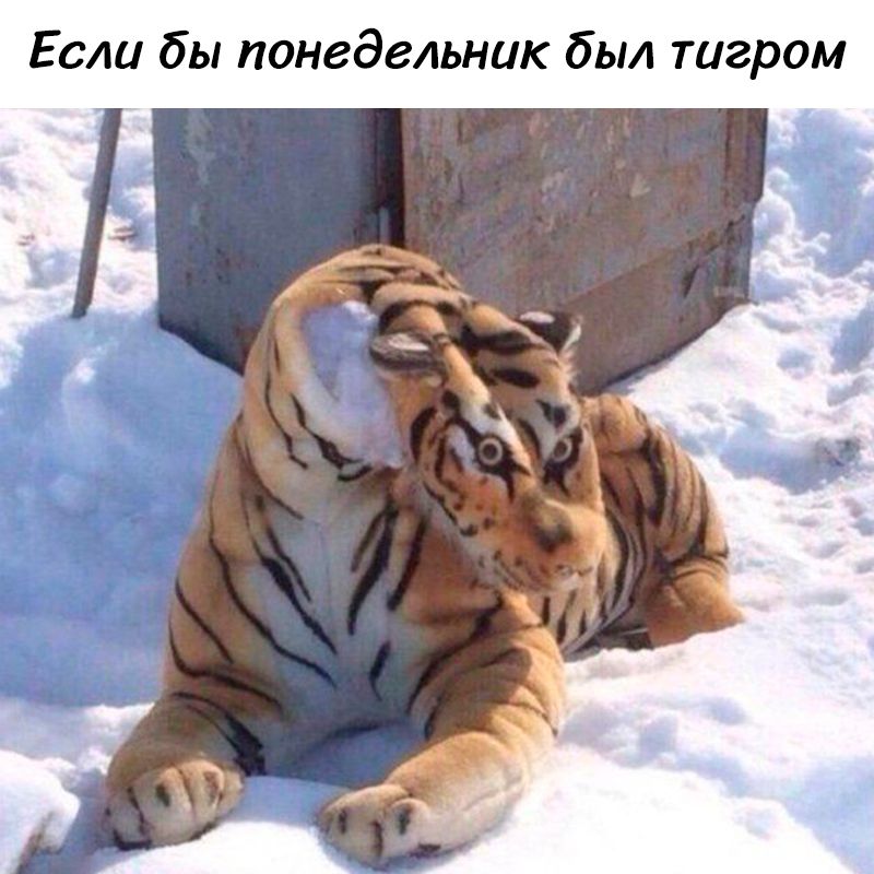 Если бы понедельник был тигром