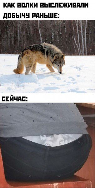 КАК ВОЛКИ ВЫСЛЕЖИВАЛИ ДОБЫЧУ РАНЬШЕ:
СЕЙЧАС:
