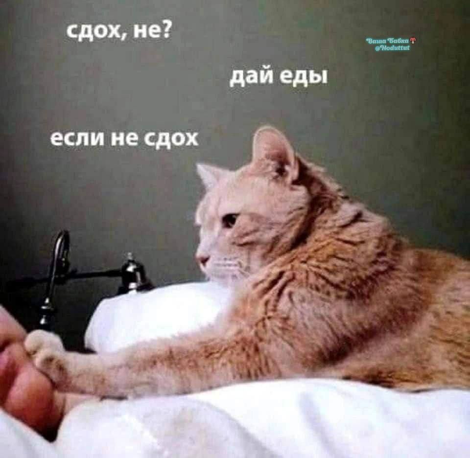 сдох, не? дай еды если не сдох