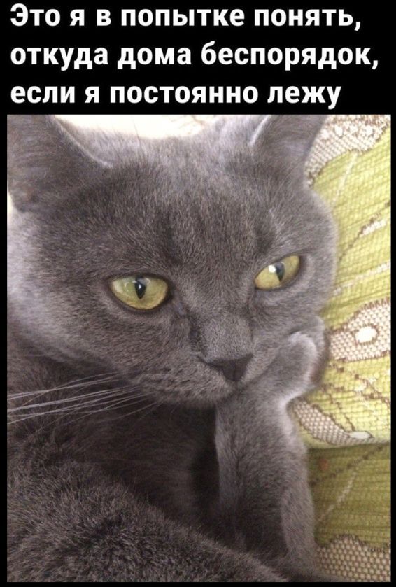 Это я в попытке понять, откуда дома беспорядок, если я постоянно лежу