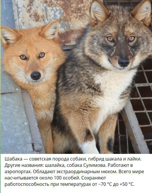 Шабака — советская порода собаки, гибрид шакала и лайки. Другие названия: шамалка, собака Сумилова. Работают в аэропортах. Обладают необычным нюхом. Всего мире насчитывается около 100 особей. Сохраняют работоспособность при температурах от −70 °C до +50 °C.