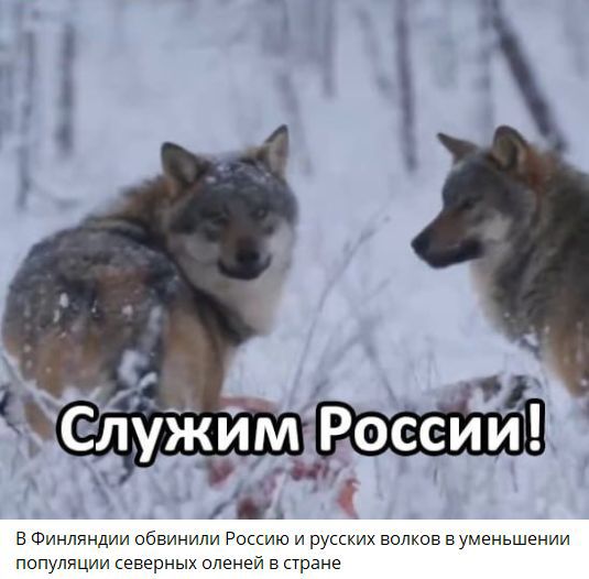 Служим России! В Финлянднии обвинили Россию и русских волков в уменьшении популяции северных оленей в стране