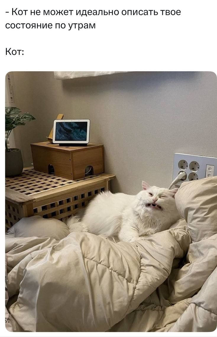 Кот не может идеально описать твое состояние по утрам

Кот: