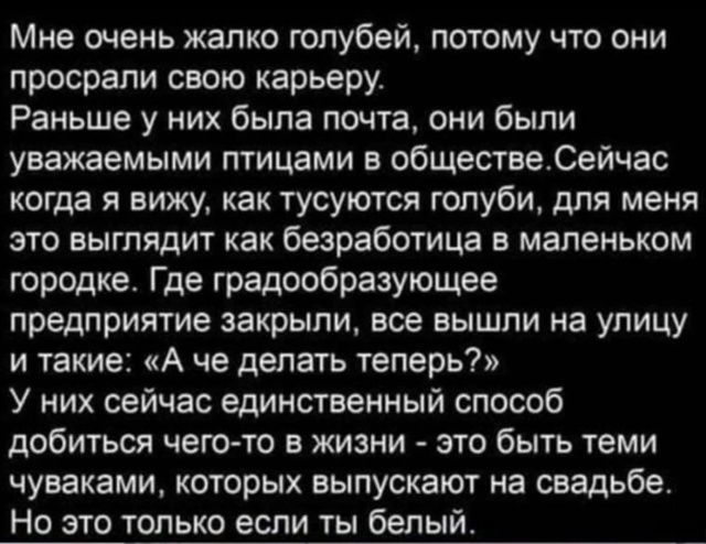 Мне очень жалко голубей, потому что они просрали свою карьеру. Раньше у них была почта, они были уважаемыми птицами в обществе. Сейчас когда я вижу, как тусуются голуби, для меня это выглядит как безработица в маленьком городке. Где градообразующее предприятие закрыли, все вышли на улицу и такие: «А че делать теперь?» У них сейчас единственный способ добиться чего-то в жизни - это быть теми чуваками, которых выпускают на свадьбе. Но это только если ты белый.