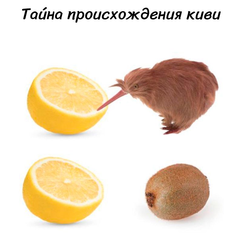 Тайна происхождения киви