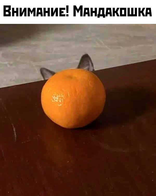Внимание! Мандакошка