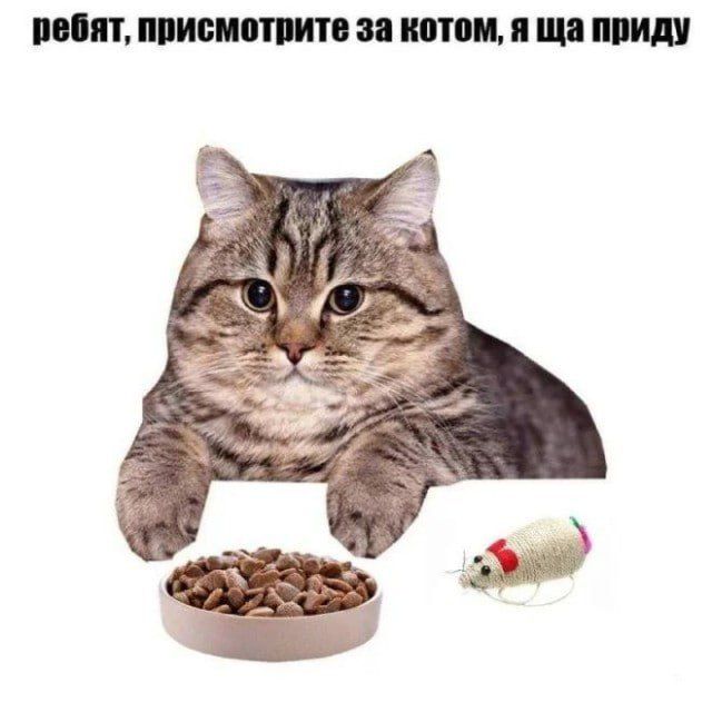 ребят, присмотрите за котом, я ща приду