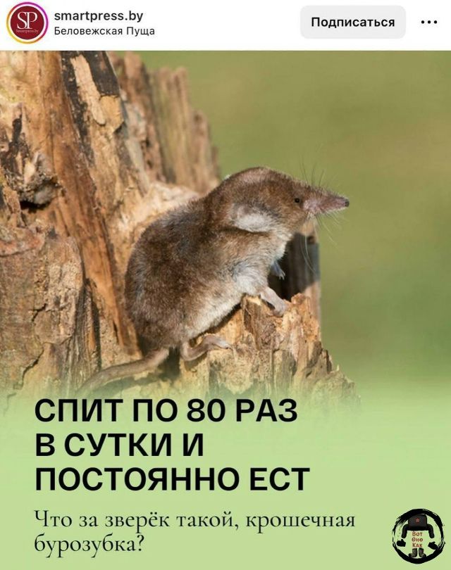 СПИТ ПО 80 РАЗ В СУТКИ И ПОСТОЯННО ЕСТ Что за зверёк такой, крошечная бурозубка?