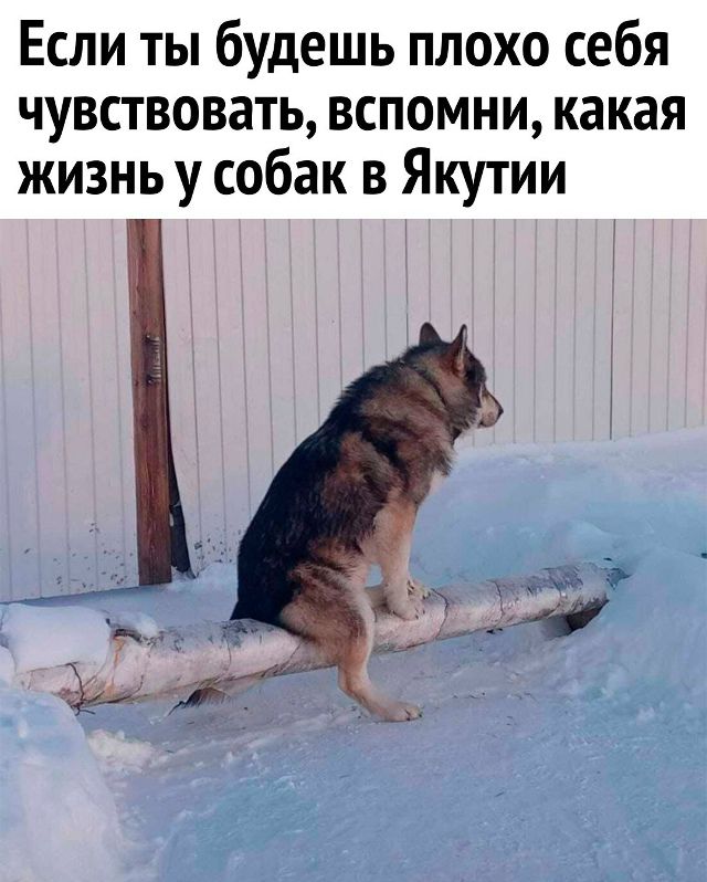 Если ты будешь плохо себя чувствовать, вспомни, какая жизнь у собак в Якутии