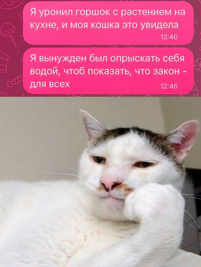 Я уронил горшок с растением на кухне, и моя кошка это увидела. Я вынужден был опрыскать себя водой, чтобы показать, что закон - для всех