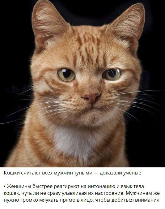 Кошки считают всех мужчин тупыми — доказали ученые • Женщины быстрее реагируют на интонацию и язык тела кошек, чуть ли не сразу уловляют настроение. Мужчинам же нужно громко мяукать прямо в лицо, чтобы добиться внимания.
