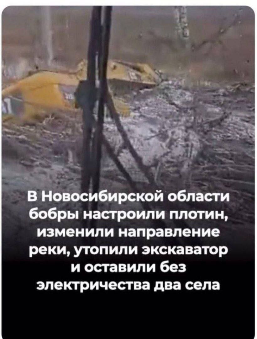 В Новосибирской области бобры настроили плотин, изменили направление реки, утопили экскаватор и оставили без электричества два села