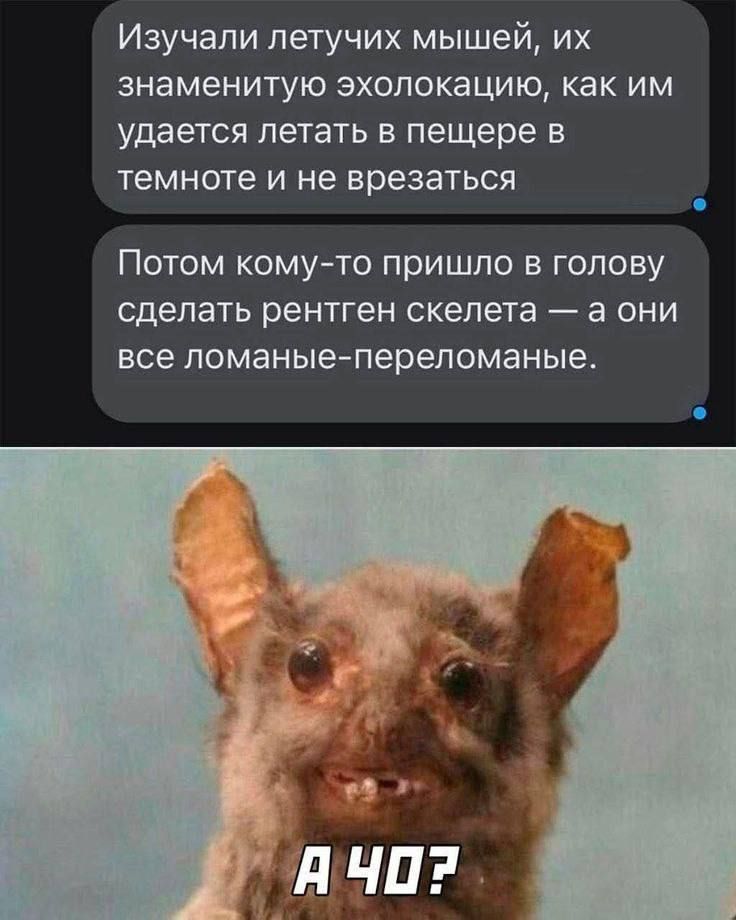 Изучали летучих мышей, их знаменитую эхолокацию, как им удается летать в пещере в темноте и не врезаться
Потом кому-то пришло в голову сделать рентген скелета — а они все ломанные-переломанные.