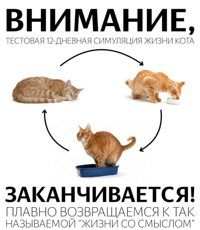 ВНИМАНИЕ, ТЕСТОВАЯ 12-ДНЕВНАЯ СИМУЛЯЦИЯ ЖИЗНИ КОТА

ЗАКАНЧИВАЕТСЯ!
ПЛАВНО ВОЗВРАЩАЕМСЯ К ТАК НАЗЫВАЕМОЙ 