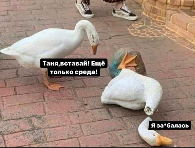 Таня, вставай! Ещё только среда! Я за-балась