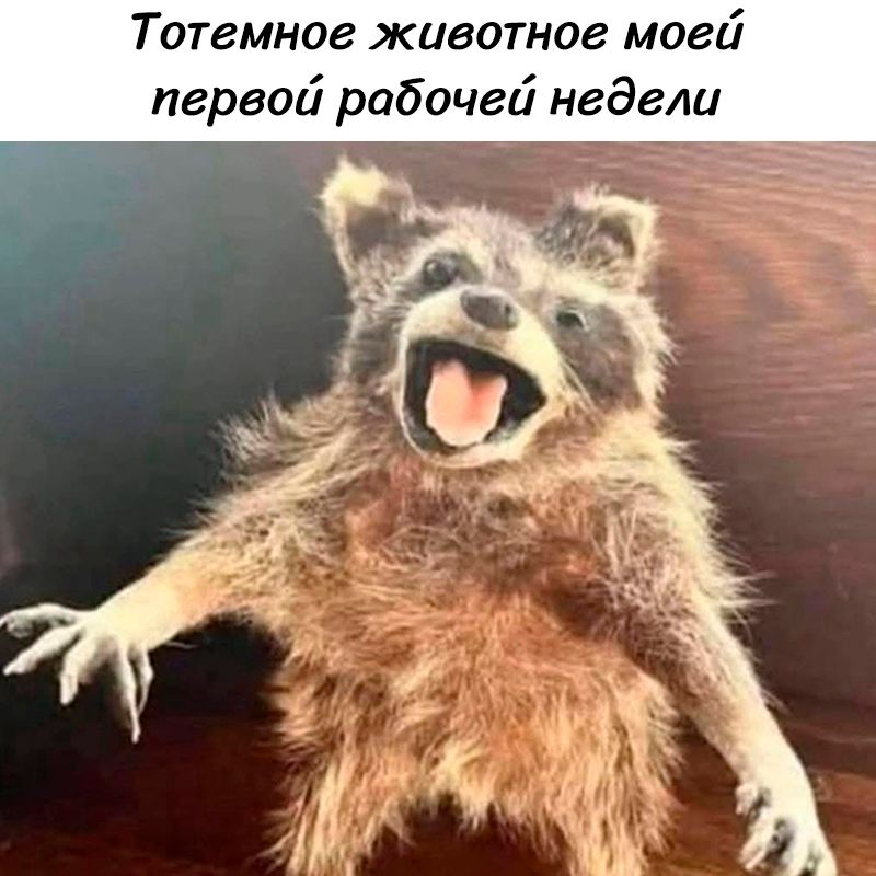 Тотемное животное моей первой рабочей недели