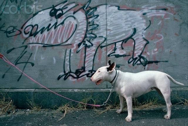 Белая собака на поводке перед граффити на стене.