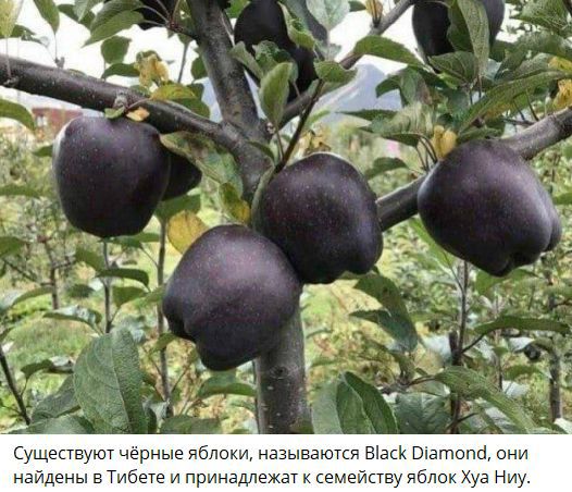 Существуют черные яблоки, называются Black Diamond, они найдены в Тибете и принадлежат к семейству яблок Хуа Ниу.
