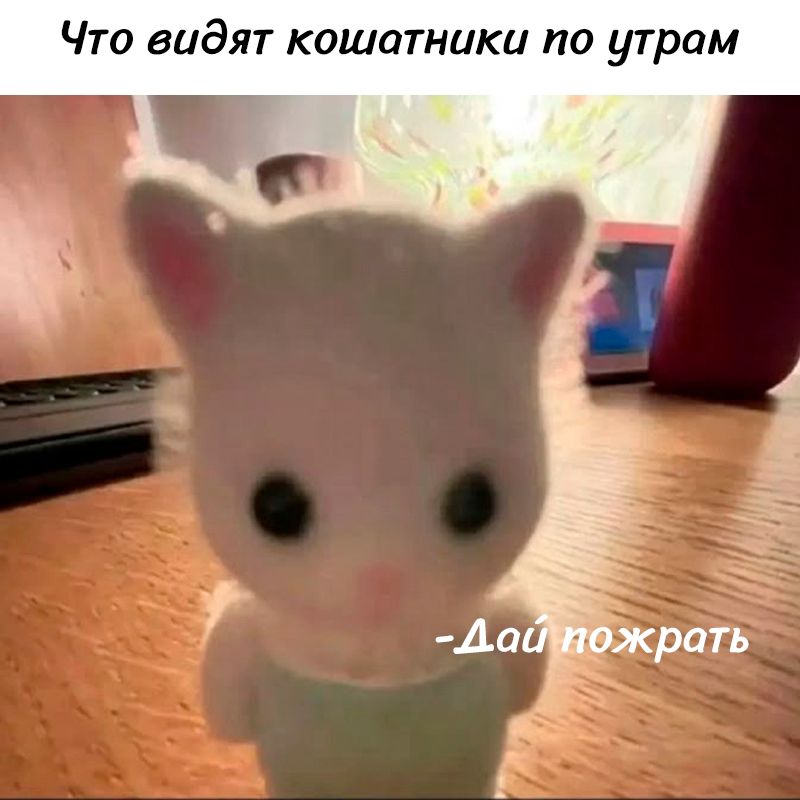 Что видят кошатники по утрам
- Дай пожрать