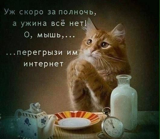 Уж скоро за полночь, а ужина всё нет! О, мышь... перегрызы им интернет
