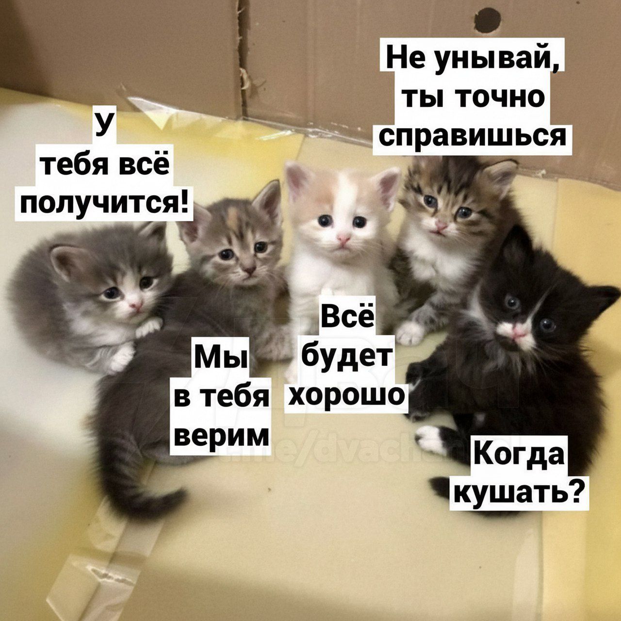 У тебя всё получится! Мы в тебя верим! Всё будет хорошо! Не унывай, ты точно справишься! Когда кушать?