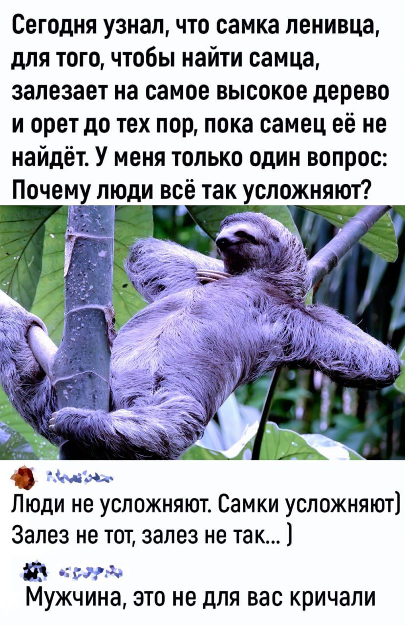 Сегодня узнал, что самка ленивая, для того, чтобы найти самца, залезает на самое высокое дерево и орет до тех пор, пока самец её не найдёт. У меня только один вопрос: Почему люди всё так усложняют? Люди не усложняют. Самки усложняют) Залез не тот, залез не так… Мужчина, это не для вас кричали