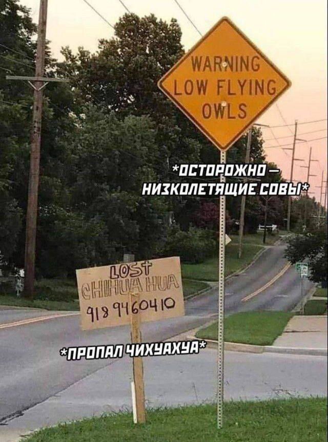 WARNING LOW FLYING OWLS; *ОСТОРОЖНО – НИЗКОЛЕТАЮЩИЕ СОВЫ*; LOST CHIHUAHUA; 9189460410; *ПРОПАЛ ЧИХУАХУА*