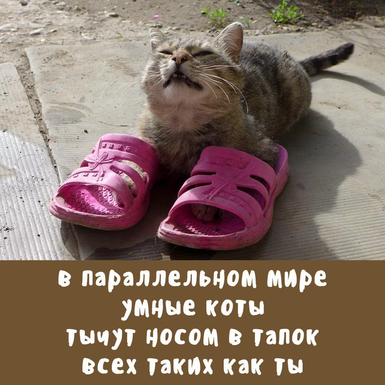 В параллельном мире умные коты тыкуют носом в тапок всех таких как ты