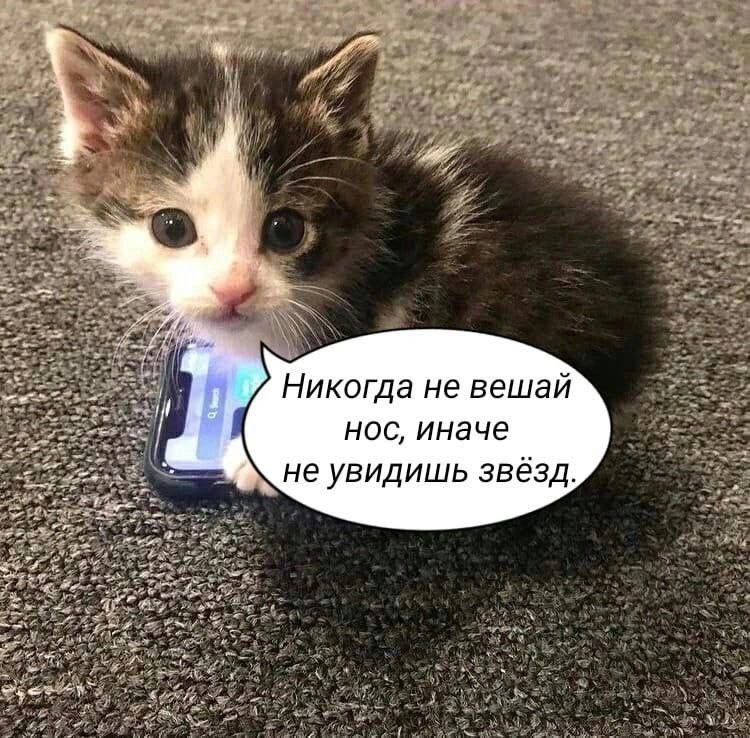 Никогда не висай нос, иначе не увидишь звёзд.