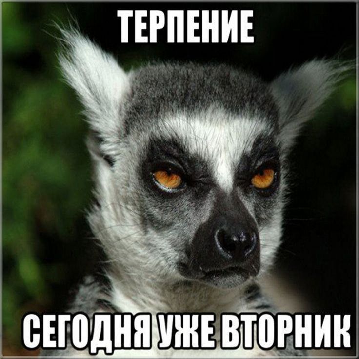 ТЕРПЕНИЕ
СЕГОДНЯ УЖЕ ВТОРНИК