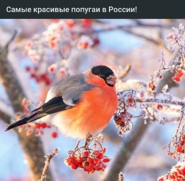 Самые красивые попугаи в России!