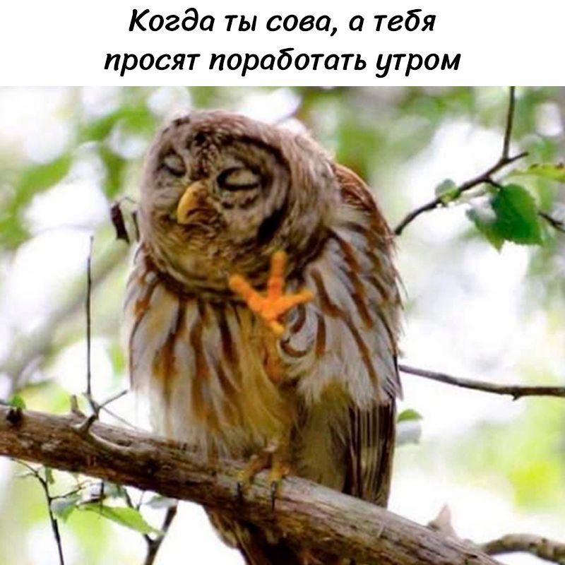 Когда ты сова, а тебя просят поработать утром