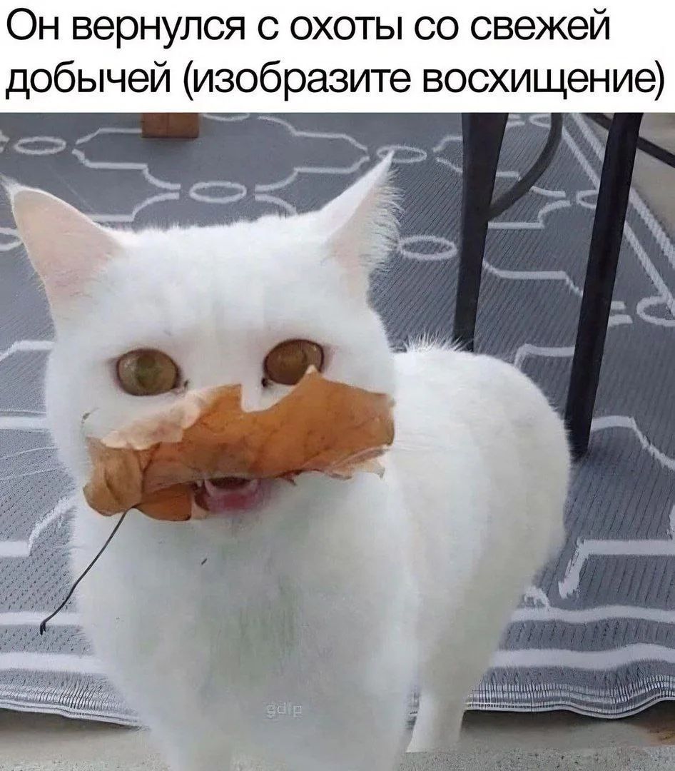 Он вернулся с охоты со свежей добычей (изобразите восхищение)