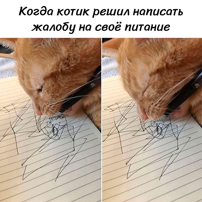 Когда котик решил написать жалобу на своё питание