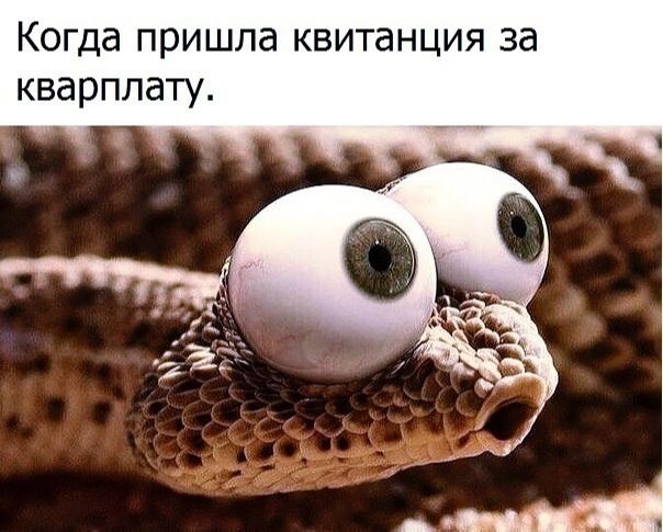 Когда пришла квитанция за кварплату.