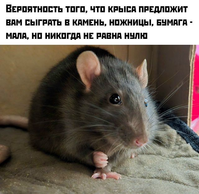 Вероятность того, что крыса предложит вам сыграть в камень, ножницы, бумага — мала, но никогда не равна нулю
