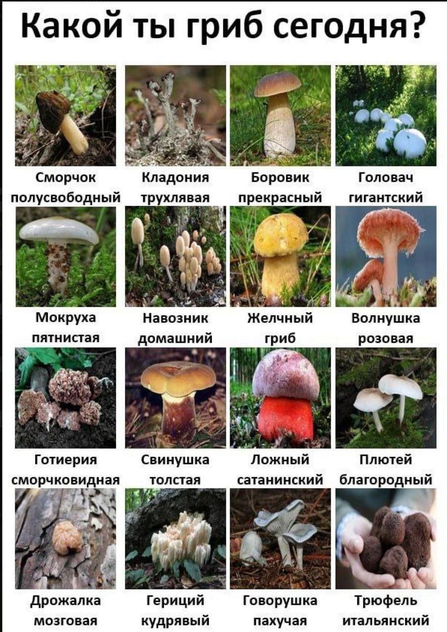 Какой ты гриб сегодня? Сморчок полусободный Кладония трехлявая Боровик прекрасный Головач гигантский Мокруха пятнистая Навозник домашний Желчный гриб Волнушка розовая Готерия сморчковидная Свинишка толстая Ложный сатанинский Плютей благородный Дрожалька мозговая Гериций кудрявый Говорушка пахучая Трюфель итальянский