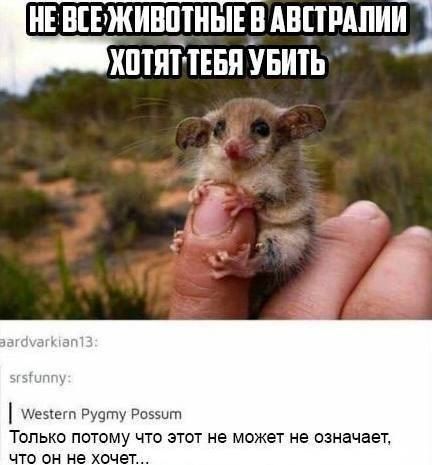 НЕ ВСЕ ЖИВОТНЫЕ В АВСТРАЛИИ ХОТЯТ ТЕБЯ УБИТЬ