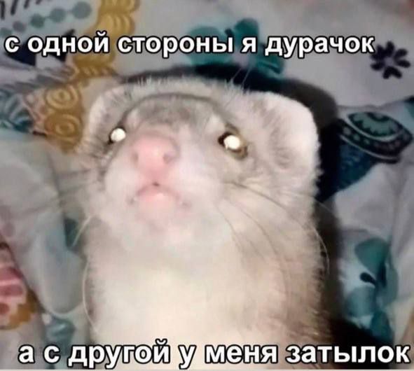 с одной стороны я дурачок а с другой у меня затылок