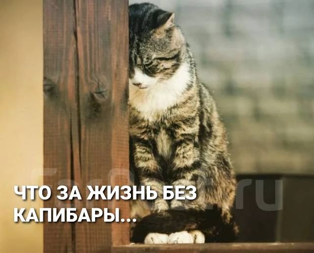 ЧТО ЗА ЖИЗНЬ БЕЗ КАПИБАРЫ...