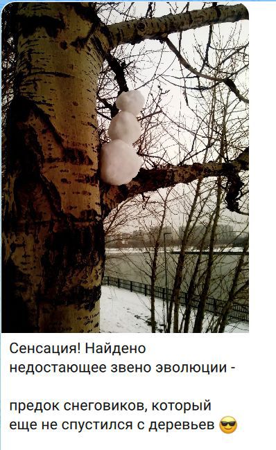 Сенсация! Найдено недостаующее звено эволюции - предок снеговиков, который еще не спустился с деревьев 😎